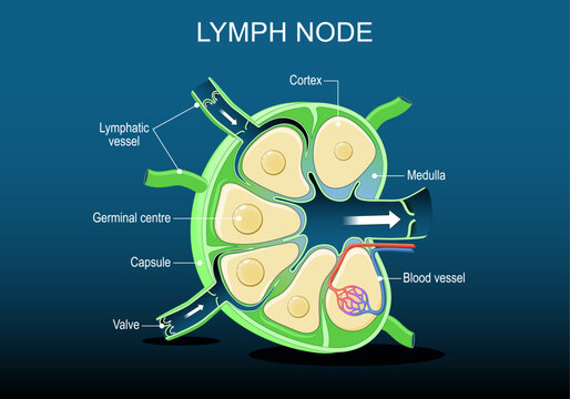 Lymph Node Anatomy