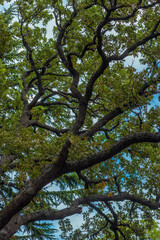 a majestic tree with curved, intertwined branches, shot from the bottom up. Its crown is densely covered with green foliage, through which blue sky can be seen in places. 