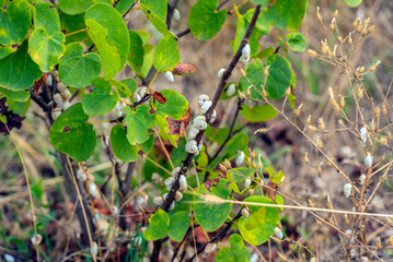 bushes and dry grasses covered with dense green leaves, on which small white-brown snails sit in large numbers.  