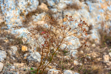 a dry steppe or rocky area with sparse vegetation. In the center of the frame is a thin, dry plant with branched stems and many brownish-pink seed pods.  