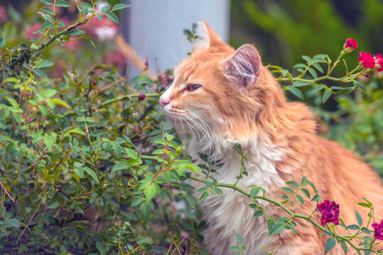 a fluffy ginger cat with a white chest and collar, located among the branches of a rose bush. The cat carefully inhales the scent of flowers or simply observes the surrounding nature. 