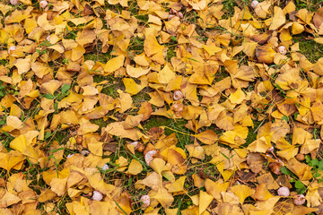 Yellow ginkgo leaves on the ground