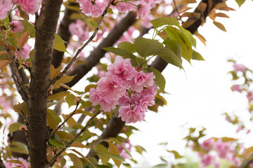 Pink cherry blossoms in spring