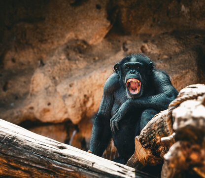  Angry Chimpanzee Showing Teeth in an Aggressive Display on a Log.
A chimpanzee showing its teeth in a dramatic, aggressive posture. 