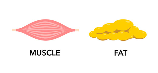 Muscle and fat isolated on white background. Flat vector illustration of comparing between muscle tissue and lipo tissue. Concept of weight loss, diet, health.