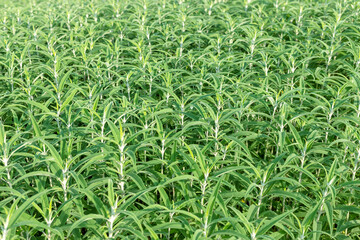 Dense Mexican sage ornamental plant