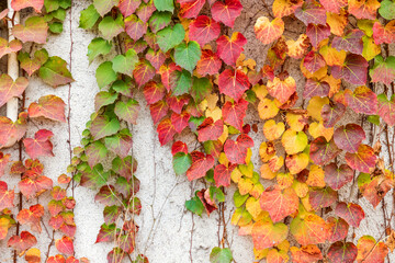 Red three-leaf creeper vines climbing up the concrete wall