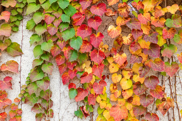 Red three-leaf creeper vines climbing up the concrete wall
