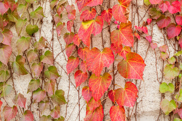 Red three-leaf creeper vines climbing up the concrete wall