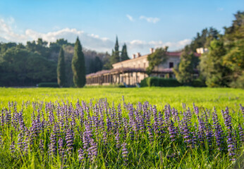 Ajuga reptans lavender meadow surrounded by the beauty of Milocers Park in Montenegro, Europe