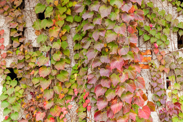 Red three-leaf creeper vines climbing up the concrete wall