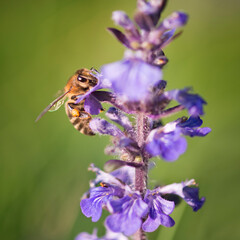 Honeybee pollinator on violet blossom flower in sunny spring day. Natural macro background