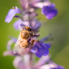 Honeybee pollinator on violet blossom flower in sunny spring day. Natural macro background