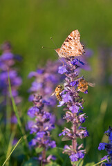 Butterfly, honeybee and bumblebee pollinators on Ajuga reptans flower in sunny spring day background