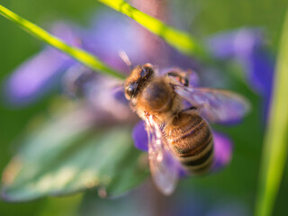 The Beauty of Honeybee on a Violet Blossom. Green spring natural background