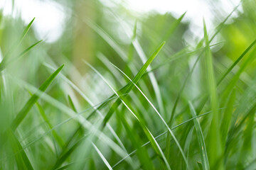 Green ophiopogon japonicus plants under sunlight in summer