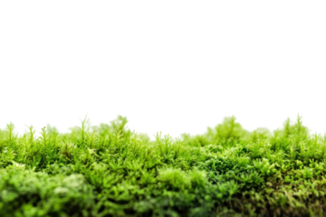 Lush green moss texture vibrant nature backdrop bright white background close up view of moss