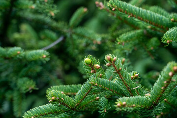 fir tree branches