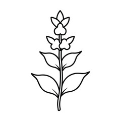 verbascum flower line art vector art illustration