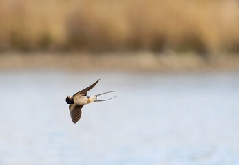 barn swallow (Hirundo rustica)