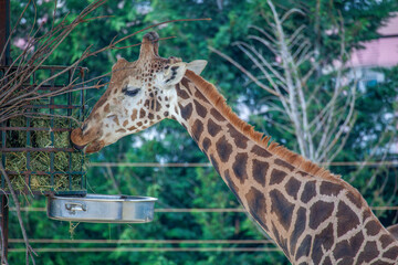 Giraffe, Rothschild´s giraffe