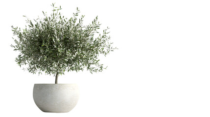 Olive Tree in Pot on Transparent Background: Elegant and Stylish Botanical Home Decor Portrait