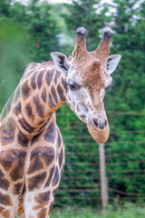 Giraffe, Rothschild´s giraffe