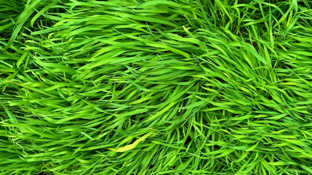 Meadow grass moved by the wind