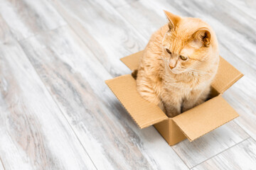 ginger cat sits in a small cardboard box. cats like to sit in boxes. place for inscription. strange...