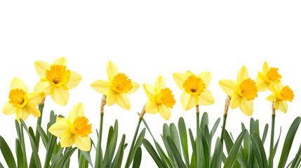 Obraz premium Vibrant Yellow Daffodils Blooming in Isolation on Transparent Background - Gorgeous Floral Photography