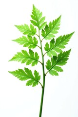 Fototapeta premium Leafy branches with ferns isolated on white background, plant, leafy branches, tree