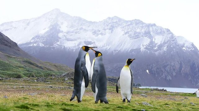 King Penguin on the beach in South Georgia