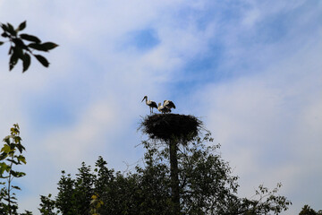 Three storks in a large nest against a blue sky