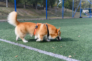 Cheerful welsh corgi dog in harness walks on a synthetic grass field.