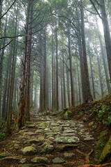 Fototapeta premium Stone path, hiking trail ,in the pine forest in the foggy morning. 