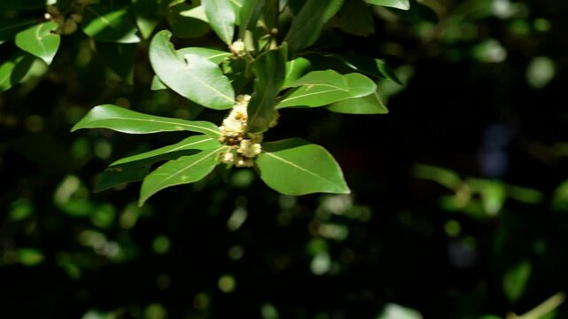Flowers of Laurus nobilis on aromatic evergreen tree branch sways in the wind. Sunny day