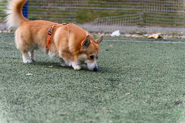 Corgi dog sniffing ground on green turf in autumn.