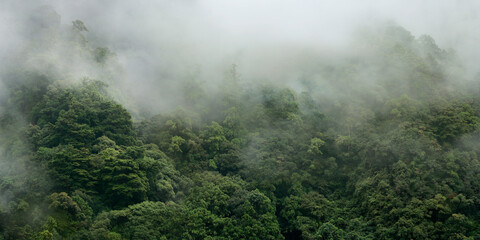 aerial view of mist in the rainforest after rain 