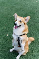 Corgi dog sitting upright on hind legs like a bunny.