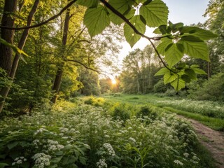 Fototapeta premium Golden sunlight bathes a forest clearing, white blossoms amidst vibrant green, candidly captured.