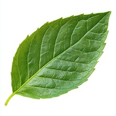 Obraz premium Close Up Green Mint Leaf with Detailed Veins Isolated on White Background Showing Vibrant Color and Fresh Texture Herbal Plant Ingredient for Culinary and Medicinal Use