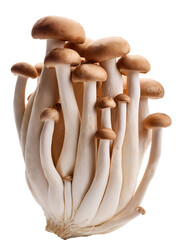 King oyster mushroom showing gills on transparent background