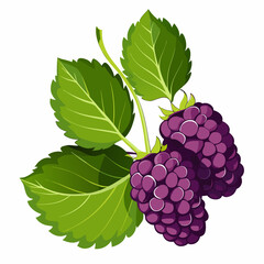 red grapes with leaves