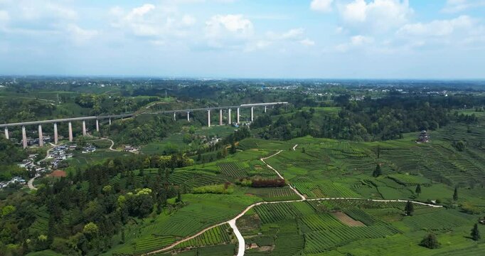 aerial view of train traveling in the spring green tea field at Sichuan China