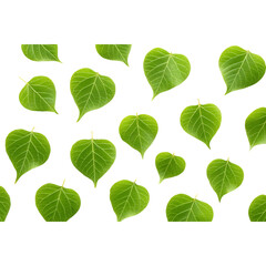 Obraz premium Cascade of vibrant green heart-shaped leaves tumbling mid-air isolated on transparent background