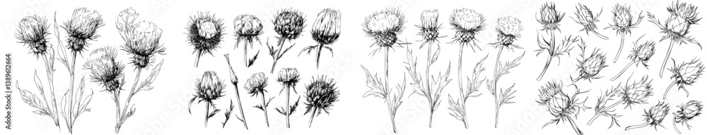 Poster the thistle plant is depicted in a sketch style illustration as part of a modern set of floral objec