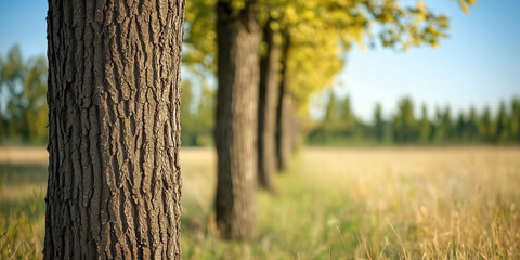 row of trees trunk in forest with defocused background of blue sky 