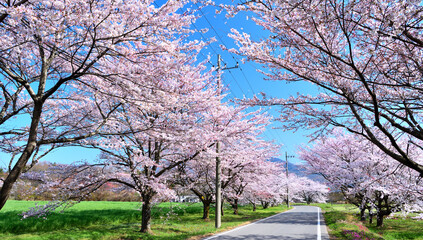 栃木県那須塩原市　満開の桜