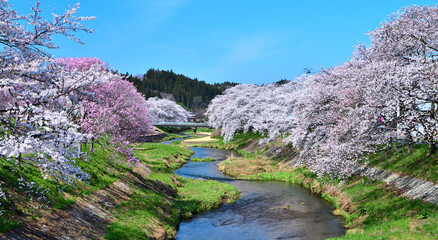 福島県石川郡石川町　満開の桜と今出川