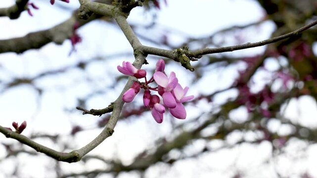 Blooming Cercis canadensis with pink flowers on a budding branch of a deciduous tree in springtime
